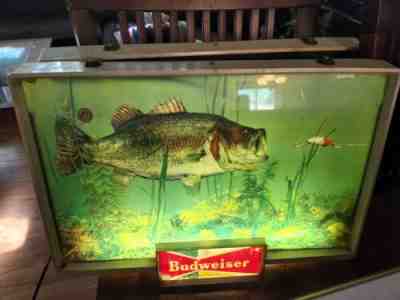 Vintage 1950's Budweiser King Of Beers Bass Fish Lighted Sign 20