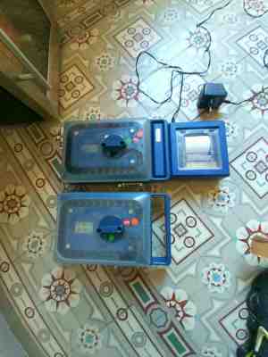 2 PIGEON CLOCK BENZING