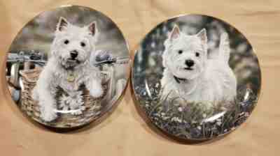 2 West Highland White Terriers By Paul Doyle Limited Edition Plates
