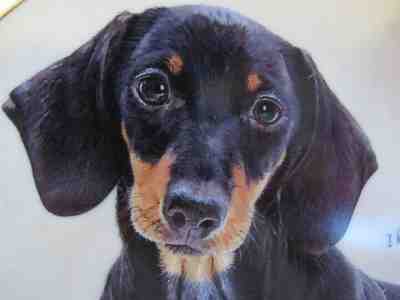 DACHSHUND COLLECTORS'S PLATE " PAWPRINTS ON MY HEART" THE DANBURY MINT # D7598