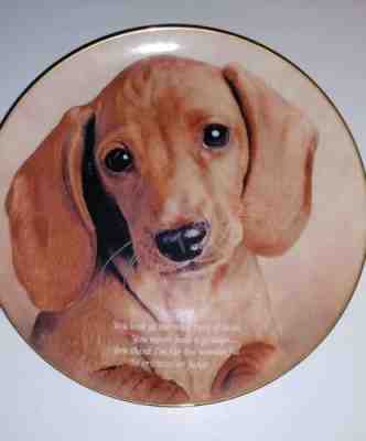 Eyes Of Love From The Cherished Dachshunds Collection Plate