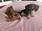 Li’l Dachshund Pup & Puppy Love By The Danbury Mint