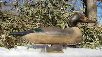 CA. 1910 RARE HOLLOW PINTAIL DRAKE MASON DECOY FACTORY DETROIT MI. MIXED O.P.