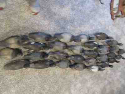 30Â  MASON ANTIQUE VINTAGE DUCK DECOYS, STANDARD GRADE, Glass eye and Tack eye