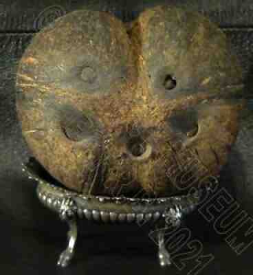 Rarest than Seychelles coco de mer! 5 eyes and butt-shaped coconut, silver base