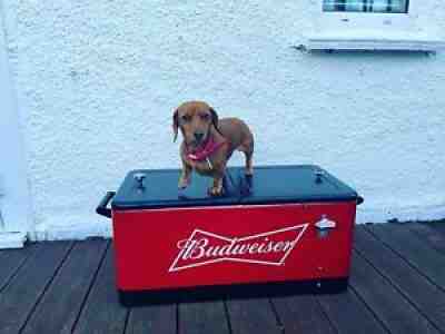 Vintage Commercial Budweiser Cooler Cool Box. Double Ended Lid.