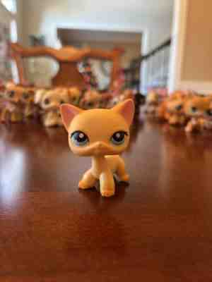 Littlest Pet Shop #339 Rare Shorthair Cat / Authentic LPS