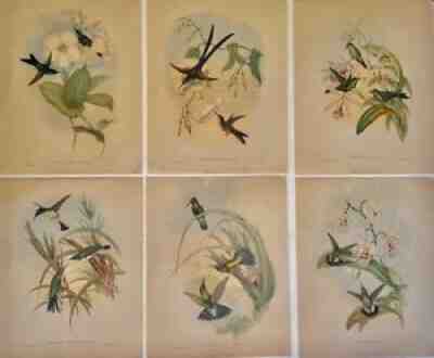 JOHN GOULD 1946 HUMMING BIRD SET OF 6 COLOR PRINTS- VINTAGE