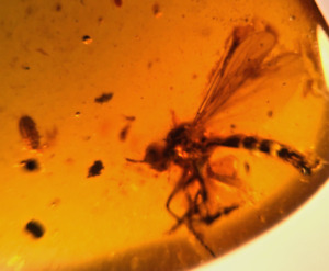 A101 BU1123 Uber Rare Asilid Robber Fly beetles in Burmese Amber Myanmar ~99mya