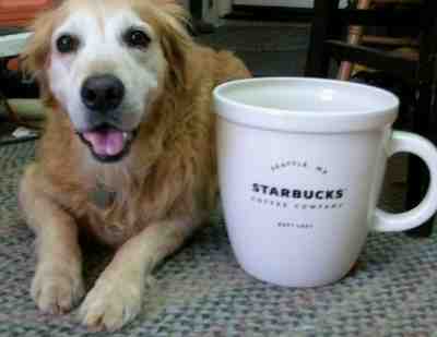 RARE - GIANT   Starbucks  2016  Coffee Mug For Display   In Excellent Condition - Sold on eBay Sep, 14th 2019 for $125.00