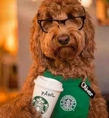 Starbucks FREE Refill Tumbler January 2020 FREE Coffee/Tea ships free - Sold on eBay Dec, 13th 2019 for $34.55