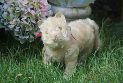 RARE ANTIQUE GERMAN STEIFF JOINTED MOHAIR CAT 1904/05 BLANK BUTTON! NEAR MINT!